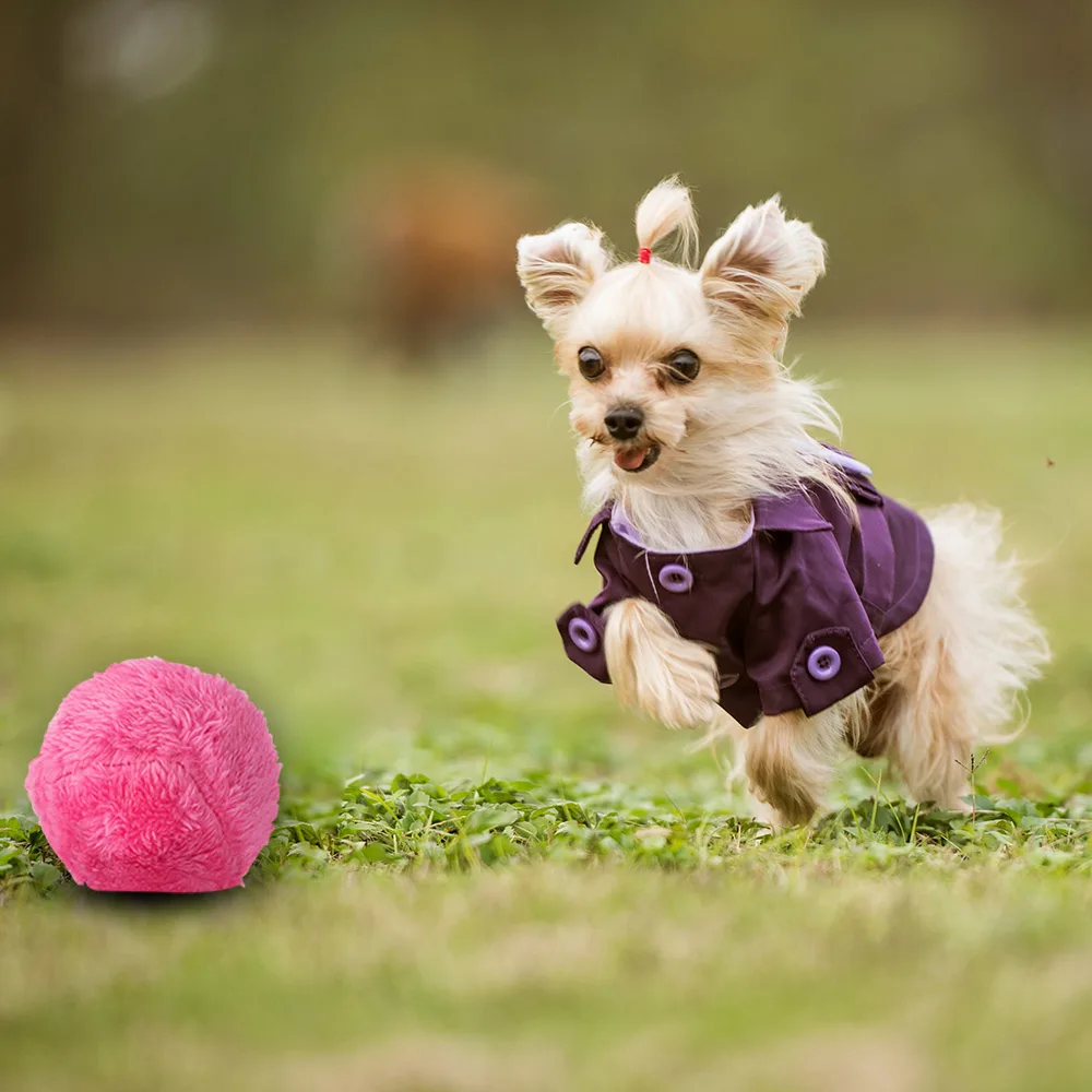 Magic Automatic Roller Ball Dog Toy Mini Robot Cleaner Dog Cat Pet Toy Ball Cleaning Home Pet Toys with 4 Color Ball Covers
Magic Automatic Roller Ball Dog Toy Mini Robot Cleaner Dog Cat Pet Toy Ball Cleaning Home Pet Toys with 4 Color Ball Covers