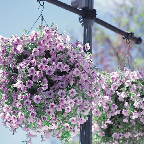high quality many color Hanging petunia bonsai 4 seasons indoor balcony easy to plant flower bonsais 100 pcs
high quality many color Hanging petunia bonsai 4 seasons indoor balcony easy to plant flower bonsais 100 pcs