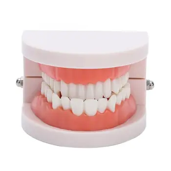 28Pcs Standard Adult Teeth Model Medical Teaching Tool Dentist Dental Denture Gums Model
28Pcs Standard Adult Teeth Model Medical Teaching Tool Dentist Dental Denture Gums Model