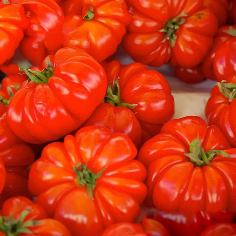 Best-Selling!100 pcs/bag giant tomato Plant Rare Beefsteak Tomato flores DIY Vegetable bonsai plants for home garden
Best-Selling!100 pcs/bag giant tomato Plant Rare Beefsteak Tomato flores DIY Vegetable bonsai plants for home garden