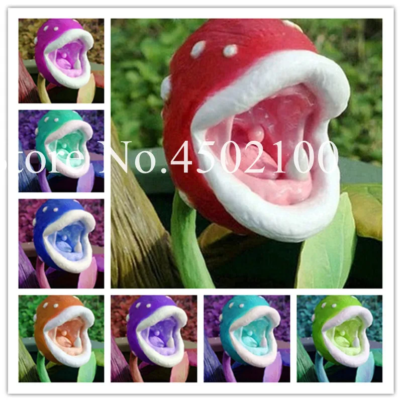 1000 Pcs Potted Carnivorous Bonsai, Very Rare Insectivorous Dionaea Muscipula Giant Clip Venus Flytrap plant Diy Home Garden
1000 Pcs Potted Carnivorous Bonsai, Very Rare Insectivorous Dionaea Muscipula Giant Clip Venus Flytrap plant Diy Home Garden