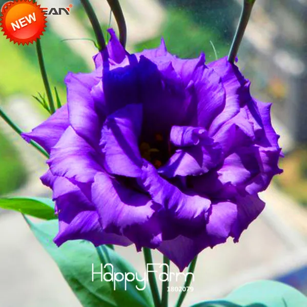 Time-Limit!!Purple Eustoma Bonsai Perennial Flowering Plants Lisianthus for DIY Home Garden,100 PCS/Package,#Q9IYJB
Time-Limit!!Purple Eustoma Bonsai Perennial Flowering Plants Lisianthus for DIY Home Garden,100 PCS/Package,#Q9IYJB