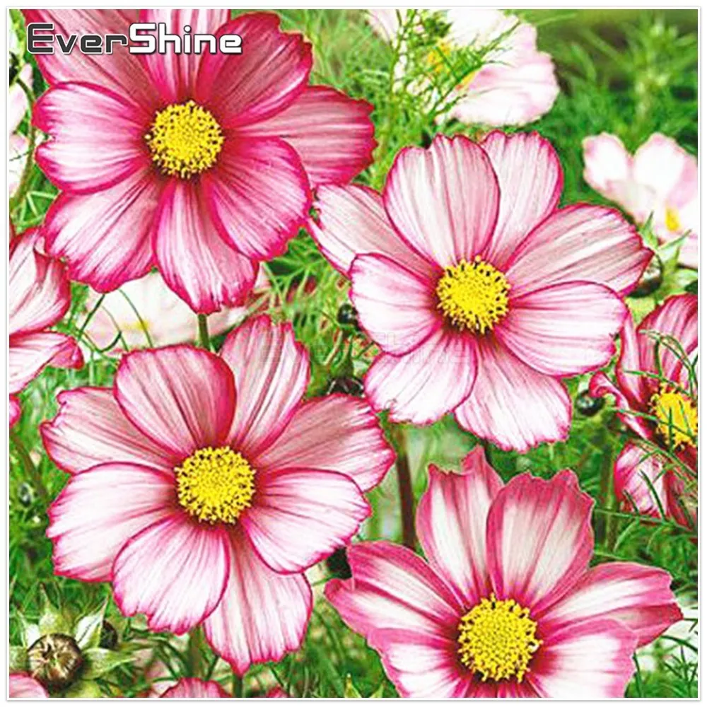 EverShine DIY Diamond Mosaic Flowers Picture Of Rhinestones Diamond Embroidery Full Display Mosaic Handmade Wall Decor New Year
EverShine DIY Diamond Mosaic Flowers Picture Of Rhinestones Diamond Embroidery Full Display Mosaic Handmade Wall Decor New Year