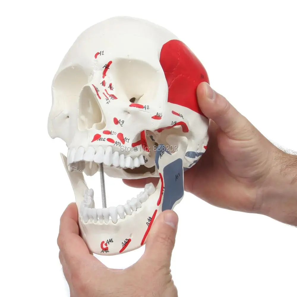 Life Size human brain skeleton anatomical model Skull with Painted Muscles for gum fun in shadow dental implant prices in trauma
Life Size human brain skeleton anatomical model Skull with Painted Muscles for gum fun in shadow dental implant prices in trauma