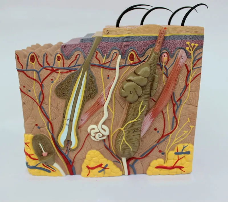 1PC 35X 50X 70X Human Anatomical Skin Subcutaneous Tissue Dissection Medical Model School Hospital Teaching Educational Supplies
1PC 35X 50X 70X Human Anatomical Skin Subcutaneous Tissue Dissection Medical Model School Hospital Teaching Educational Supplies