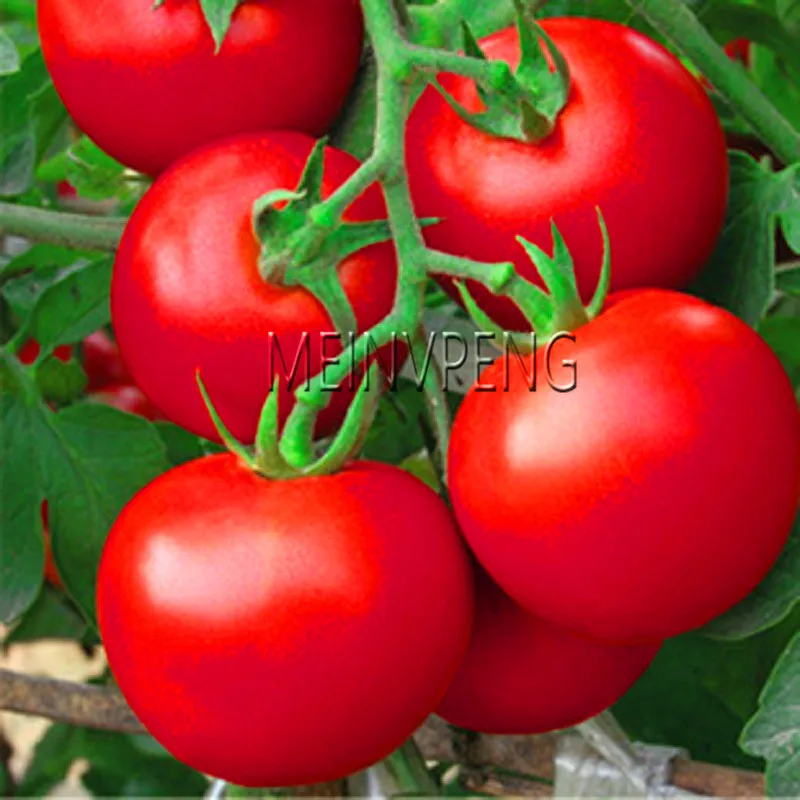 Big Promotion!200 pcs Rushed New Outdoor Plants Promotion Garden tomato Plantas Potted Bonsai Balcony fruit Vegetables Flores,#
Big Promotion!200 pcs Rushed New Outdoor Plants Promotion Garden tomato Plantas Potted Bonsai Balcony fruit Vegetables Flores,#