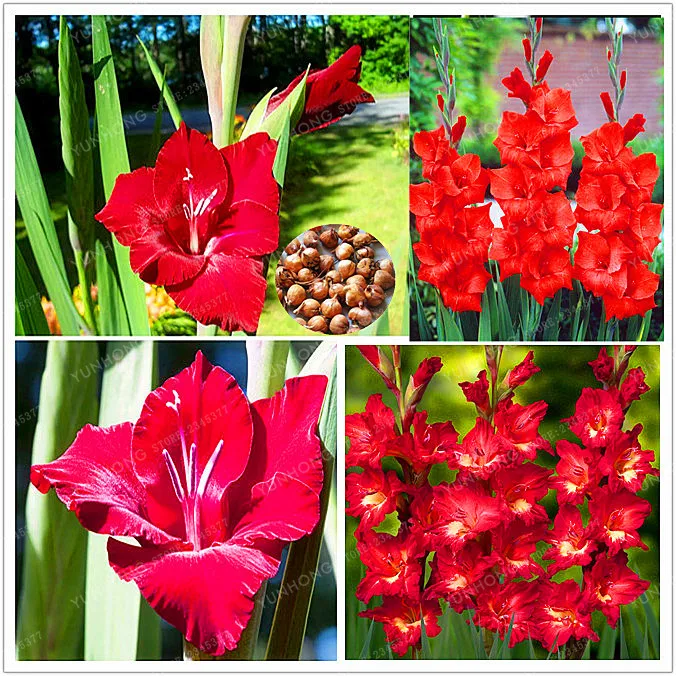 True Red Gladiolus Bulbs,Beautiful Gladiolus Flower,Flower Symbolizes Longevity,Plant Garden (Gladiolu Bonsai),2 Bulbs
True Red Gladiolus Bulbs,Beautiful Gladiolus Flower,Flower Symbolizes Longevity,Plant Garden (Gladiolu Bonsai),2 Bulbs