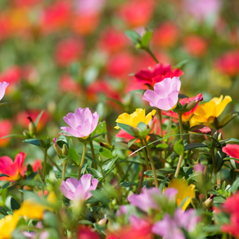 Flower Scutellaria Barbata bonsai Sunflower bonsai Easy To Plant Pine Nut Peony Flowers And bonsai 100pcs(tai yang hua)
Flower Scutellaria Barbata bonsai Sunflower bonsai Easy To Plant Pine Nut Peony Flowers And bonsai 100pcs(tai yang hua)