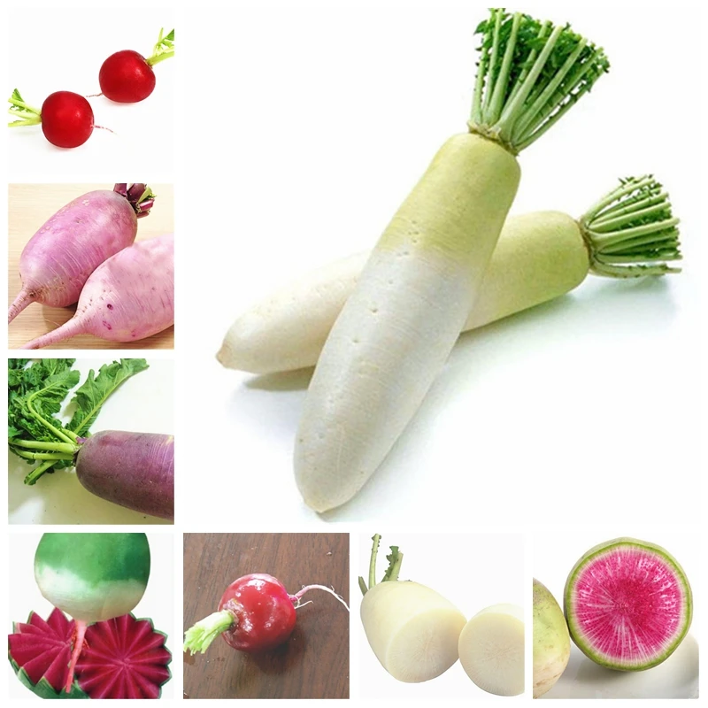 100 pcs/ bag Chinese Black Radish MIX Color Organically Fruits Vegetable Bonsai Potted Rainbow White Radish Flower Pot
100 pcs/ bag Chinese Black Radish MIX Color Organically Fruits Vegetable Bonsai Potted Rainbow White Radish Flower Pot
