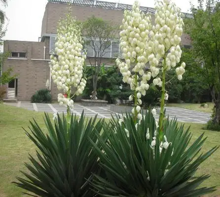 20 Pcs / Bag , Yucca bonsai, Diy Potted Plants, Indoor / Outdoor Pot bonsai Germination Rate Of 95% Mixed Colors
20 Pcs / Bag , Yucca bonsai, Diy Potted Plants, Indoor / Outdoor Pot bonsai Germination Rate Of 95% Mixed Colors