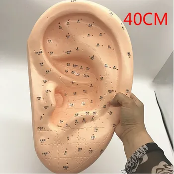 Amplification 40cm Large Medical Ear Massage Acupuncture Model Ear Reflex Zone Model Ear Acupuncture Point Chinese Medical Model
Amplification 40cm Large Medical Ear Massage Acupuncture Model Ear Reflex Zone Model Ear Acupuncture Point Chinese Medical Model