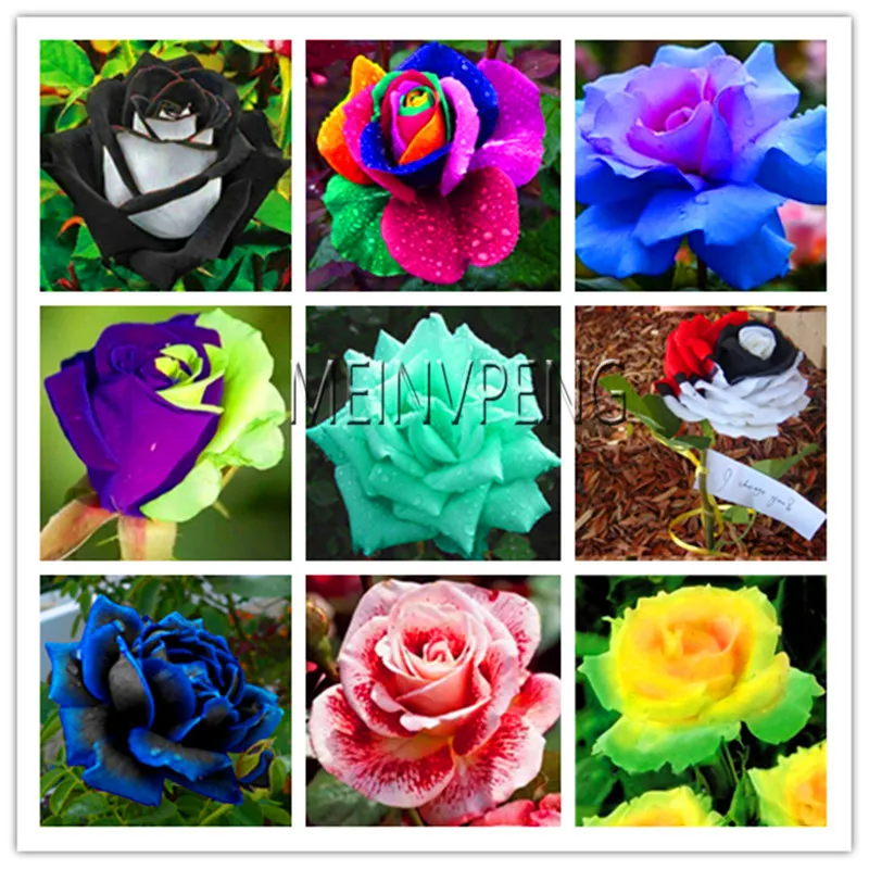 New Arrival!200Pcs Bonsai Rare Rainbow Rose Flores, Lover Colorful Home Garden Plants Rare Rainbow Rose Flower Plantas,#TJNR36
New Arrival!200Pcs Bonsai Rare Rainbow Rose Flores, Lover Colorful Home Garden Plants Rare Rainbow Rose Flower Plantas,#TJNR36