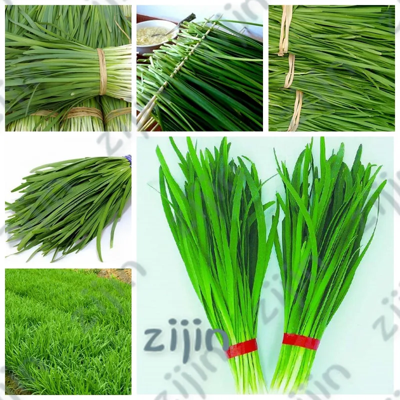 200pcs/ bag Chinese Chives Everygreen Non-GMO Tasty Juicy Leek Vegetable Garden Plant Flower Pot Planters Easy to Grow
200pcs/ bag Chinese Chives Everygreen Non-GMO Tasty Juicy Leek Vegetable Garden Plant Flower Pot Planters Easy to Grow