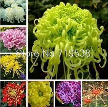 Potted Chrysanthemum bonsais easily family balcony flowers Chrysanthemum bonsais lings seasons bonsais 30pcs
Potted Chrysanthemum bonsais easily family balcony flowers Chrysanthemum bonsais lings seasons bonsais 30pcs