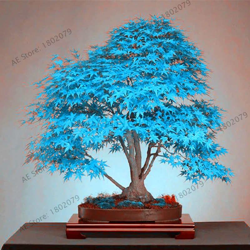 New Fresh 50PCS rare blue American maple Plantas mini bonsai floresling bonsai tree Plante Maple Bonsai bonsai Home garden plant
New Fresh 50PCS rare blue American maple Plantas mini bonsai floresling bonsai tree Plante Maple Bonsai bonsai Home garden plant