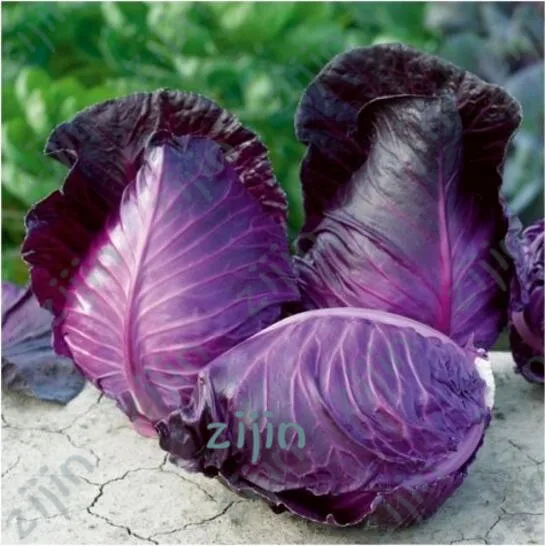 100pcs Early purple cabbage bonsai selling vegetable bonsais plants for home garden
100pcs Early purple cabbage bonsai selling vegetable bonsais plants for home garden