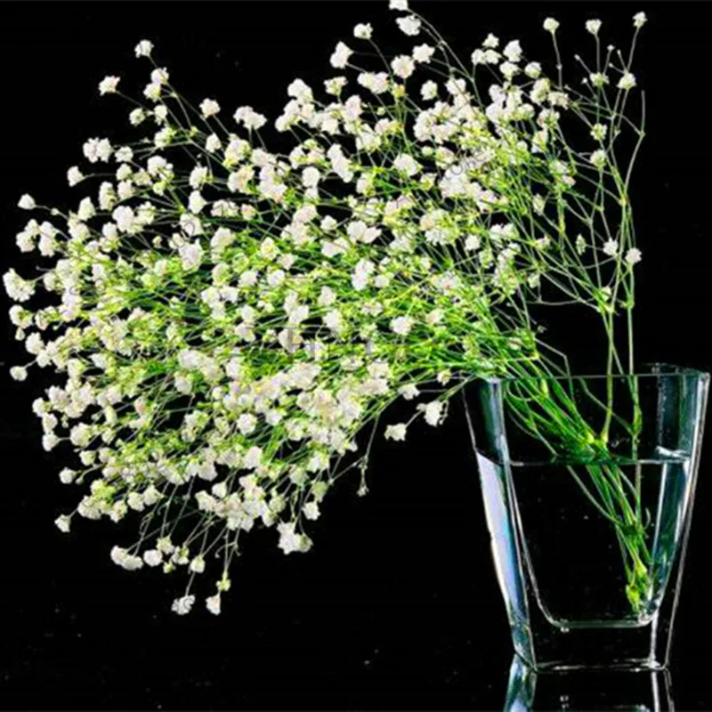 Lowest Price!100PCS Beautiful Aromatic Gypsophila Bonsai True Starry Plants Flower Garden Potted Gypsophila Paniculata,#Q1SPTG
Lowest Price!100PCS Beautiful Aromatic Gypsophila Bonsai True Starry Plants Flower Garden Potted Gypsophila Paniculata,#Q1SPTG
