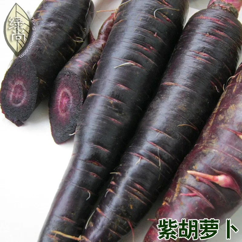 Purple Carrot Fruits Carrots 4 Seasons Sowing Garden Terrace Potted Vegetable bonsai 100pcs
Purple Carrot Fruits Carrots 4 Seasons Sowing Garden Terrace Potted Vegetable bonsai 100pcs