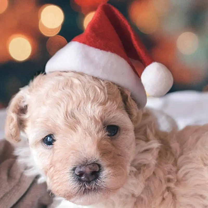 Santa Claus Hat for Pet Dog Cat Winter Warm Plush Christmas Hats Christmas Xmas New Year Cap Gift Decorations for Home
Santa Claus Hat for Pet Dog Cat Winter Warm Plush Christmas Hats Christmas Xmas New Year Cap Gift Decorations for Home