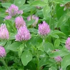 Red clover bonsais selling organic vegetable bonsai 100pcs