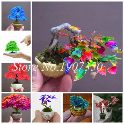 Bonsai 20 Pcs Japanese Maple Plants Mixed Bonsai Mini Tree Plants Pot For Diy Home Garden Maple Ornamental Bonsai Free Shipping
Bonsai 20 Pcs Japanese Maple Plants Mixed Bonsai Mini Tree Plants Pot For Diy Home Garden Maple Ornamental Bonsai Free Shipping