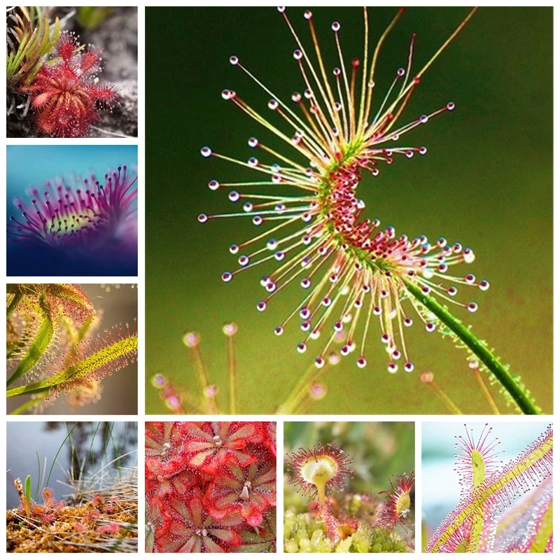 100 pcs / lot Carnivorous Plants Potted Flycatcher Bonsai Sundew PlantaDrosera Peltata Table Garden Planting Radiation Protect
100 pcs / lot Carnivorous Plants Potted Flycatcher Bonsai Sundew PlantaDrosera Peltata Table Garden Planting Radiation Protect