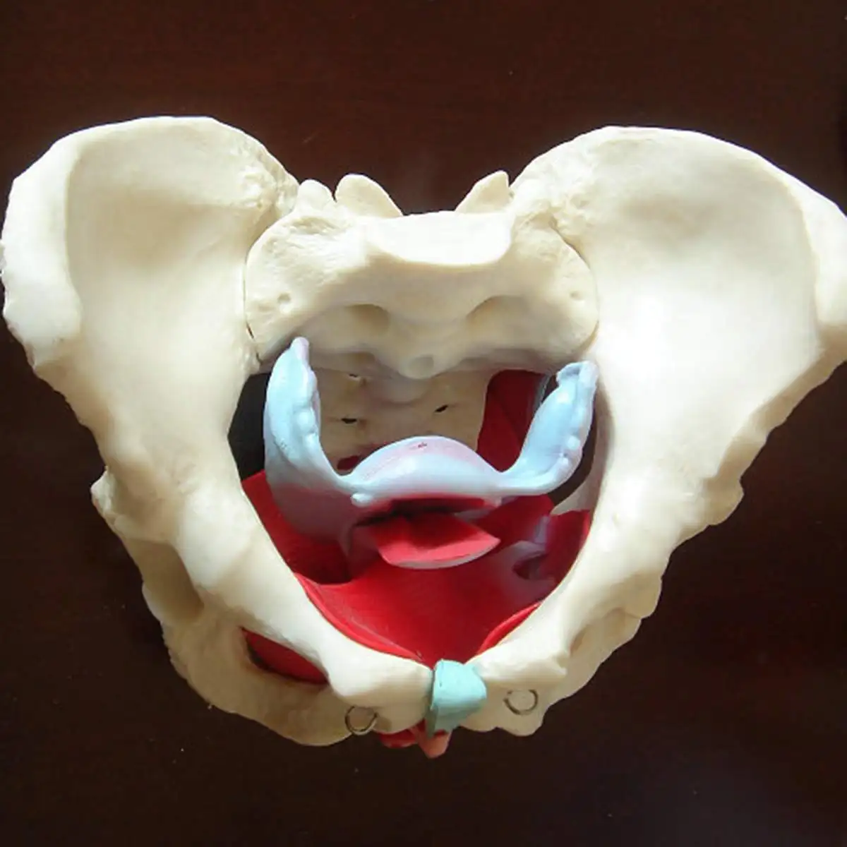 PVC Female Pelvis Pelvic Floor Muscle Model Uterus Ovary Muscle Teaching Resources Educational Model Props Removable
PVC Female Pelvis Pelvic Floor Muscle Model Uterus Ovary Muscle Teaching Resources Educational Model Props Removable