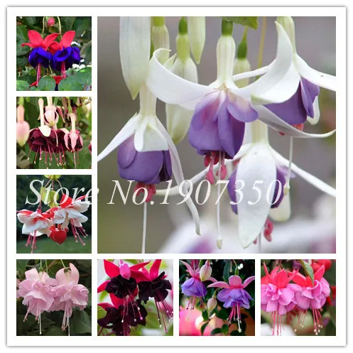 Japanese 50 Pcs Mixed Fuchsia Bonsai Garden Balcony Bonsai Lanterns Flowers Spectabilis Potted Flowering Diy Plant Bonsai
Japanese 50 Pcs Mixed Fuchsia Bonsai Garden Balcony Bonsai Lanterns Flowers Spectabilis Potted Flowering Diy Plant Bonsai
