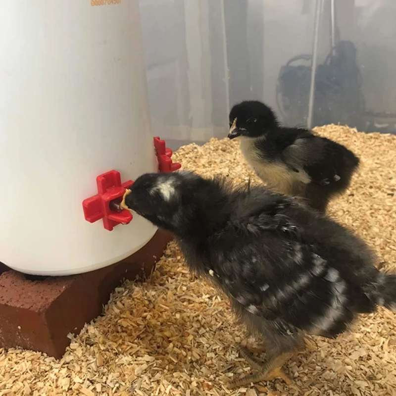 12 Pack - Horizontal Side Mount Automatic Poultry Nipples - Clean Drinker Waterer For Chicken Or Quail
12 Pack - Horizontal Side Mount Automatic Poultry Nipples - Clean Drinker Waterer For Chicken Or Quail