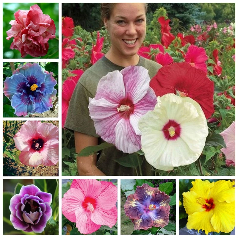 On Sale!!! 20pcs Hibiscus Plants 24kinds HIBISCUS ROSA-SINENSIS Flower Planta HibiscusTree Plants Flower Potted Plants
On Sale!!! 20pcs Hibiscus Plants 24kinds HIBISCUS ROSA-SINENSIS Flower Planta HibiscusTree Plants Flower Potted Plants