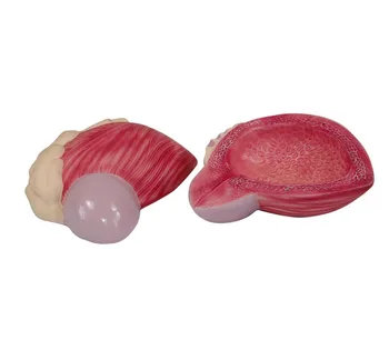 Amplification Medical Human Bladder Model Prostate Model Urogenital System Anatomy Anatomy and Urology of The Urogenital System
Amplification Medical Human Bladder Model Prostate Model Urogenital System Anatomy Anatomy and Urology of The Urogenital System