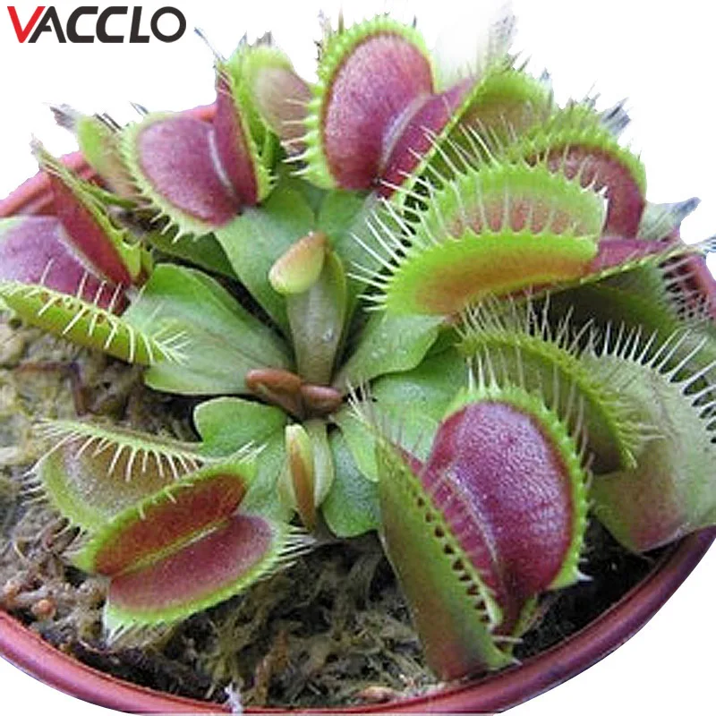 Vacclo 10PCS Seedplants Garden Potted Insectivorous Giant Clip Flytrap Bonsais Carnivorous Plant Flytrap Potted Plant
Vacclo 10PCS Seedplants Garden Potted Insectivorous Giant Clip Flytrap Bonsais Carnivorous Plant Flytrap Potted Plant