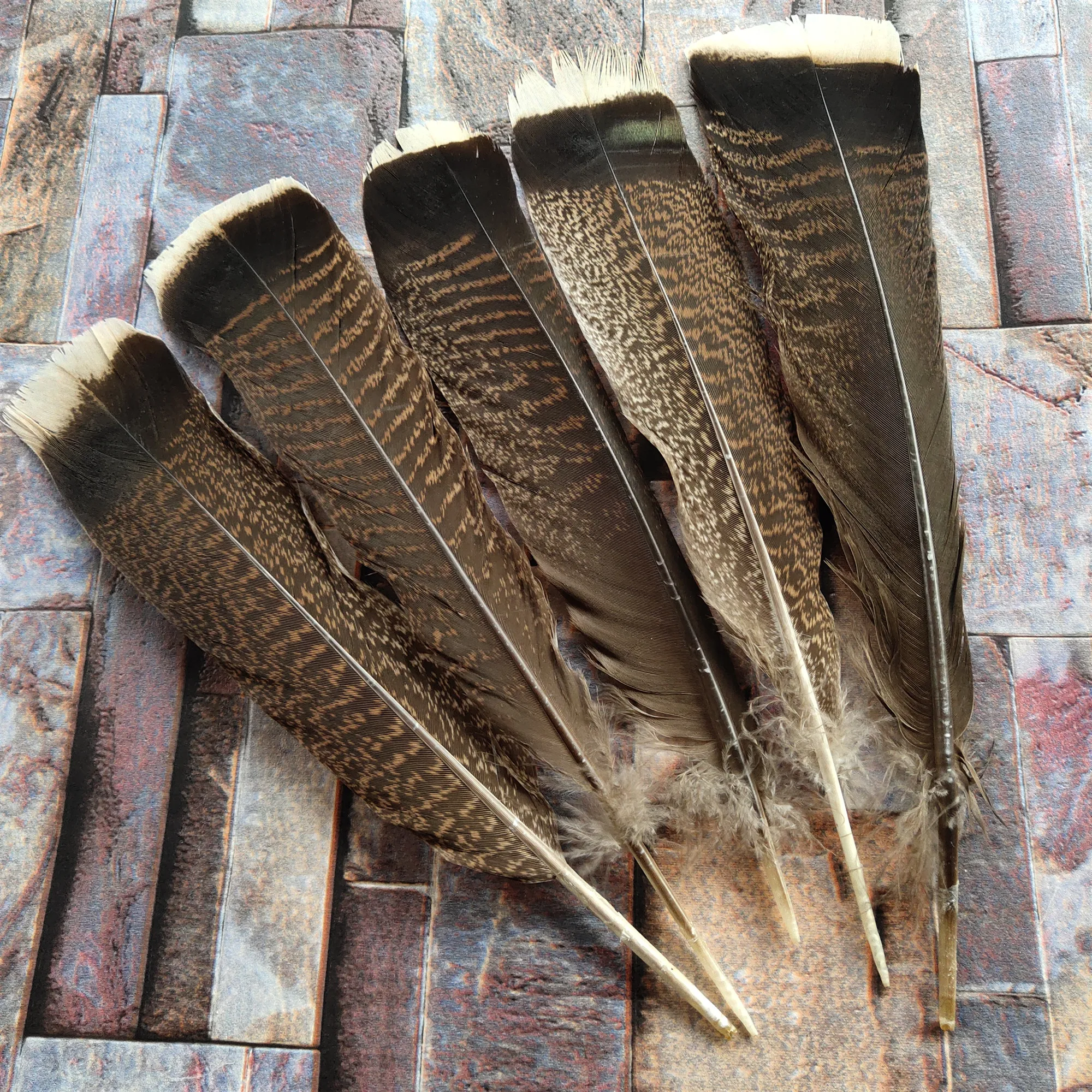 Wholesale 10PCS/lot Pretty Rare Natural Wild Turkey Tail Feathers 10-12inches/25-30cm clothing/headwear/holiday decoration
Wholesale 10PCS/lot Pretty Rare Natural Wild Turkey Tail Feathers 10-12inches/25-30cm clothing/headwear/holiday decoration