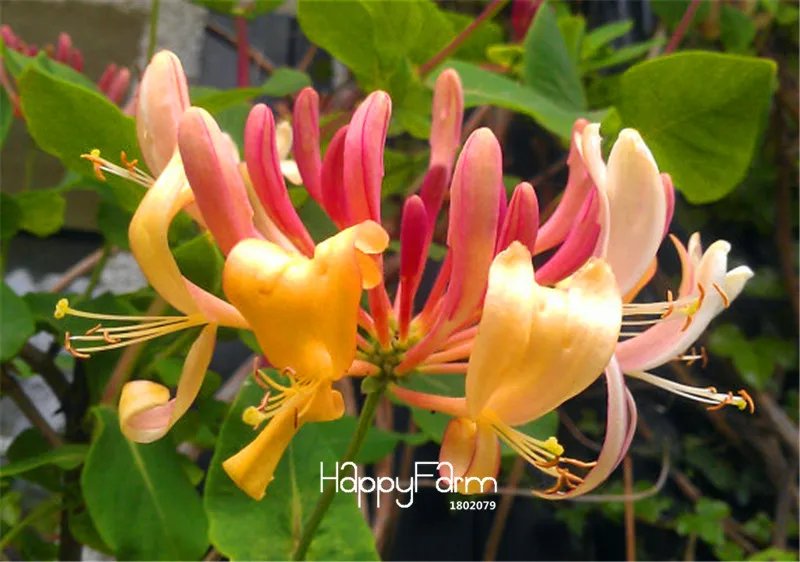 Lowest Price! 100 Pcs/Lot Honeysuckle Vine plant, Naturally Grown, rare flower flores bonsai for home garden
Lowest Price! 100 Pcs/Lot Honeysuckle Vine plant, Naturally Grown, rare flower flores bonsai for home garden