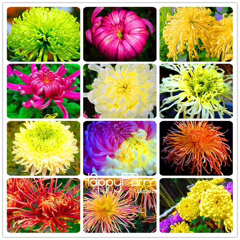 Loss Promotion! 100 Pieces A Lot Chrysanthemum Plants Bonsai Flower Plant Garden Very Fragrant
Loss Promotion! 100 Pieces A Lot Chrysanthemum Plants Bonsai Flower Plant Garden Very Fragrant