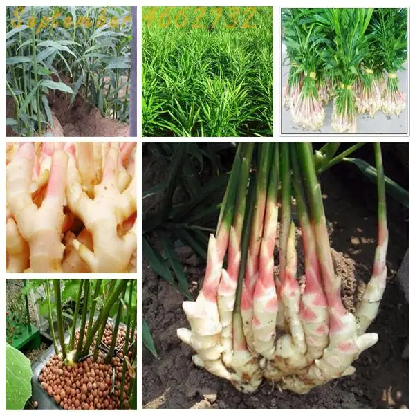 2019Hot Sale!100 Pcs/Lot Ginger Garden Balcony Vegetables Potted Bonsai Plant Plantas Four Seasons Zingiber floresling Plants
2019Hot Sale!100 Pcs/Lot Ginger Garden Balcony Vegetables Potted Bonsai Plant Plantas Four Seasons Zingiber floresling Plants
