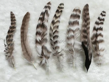 100Pcs/lot,4-6inches 10-15cm Natural Coque Chinchila Colour Small Tail Feathers,Loose Coque Chinchila Tail Feathers for Crafts
100Pcs/lot,4-6inches 10-15cm Natural Coque Chinchila Colour Small Tail Feathers,Loose Coque Chinchila Tail Feathers for Crafts