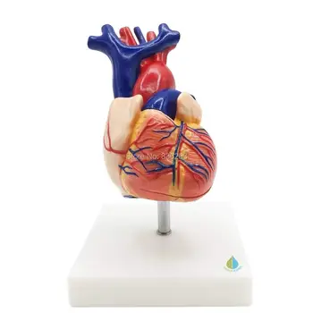 medical human skull skeleton anatomical model Life-Size Human Heart Model on Base esqueleto humano anatomia
medical human skull skeleton anatomical model Life-Size Human Heart Model on Base esqueleto humano anatomia