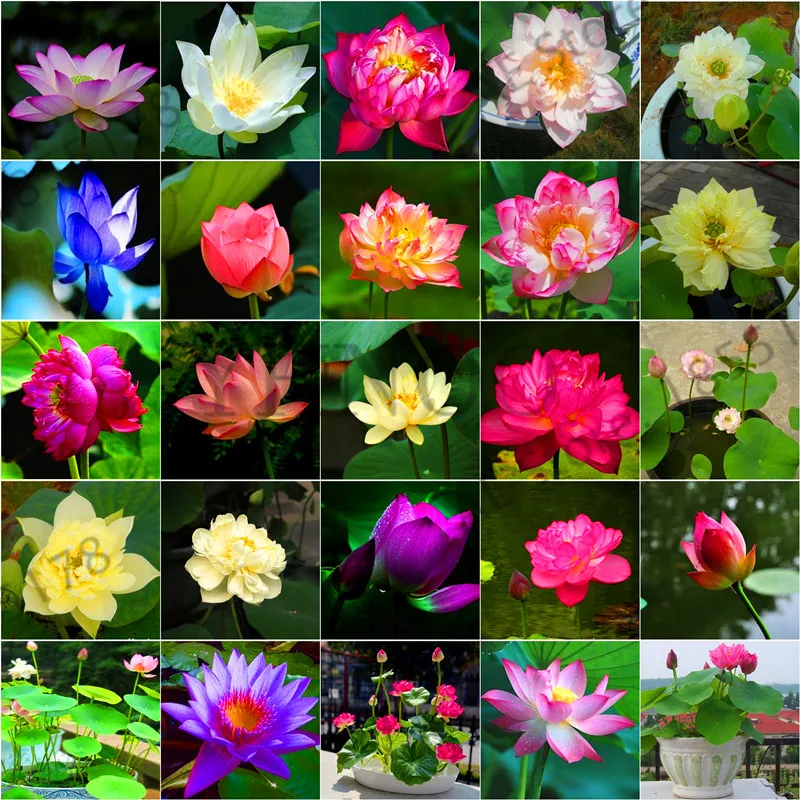 Time-Limit!!Easy sowing flowers potted balcony seasons bowl lotus Bonsai lotus water lily lotus water hydroponics raw raise 5 P
Time-Limit!!Easy sowing flowers potted balcony seasons bowl lotus Bonsai lotus water lily lotus water hydroponics raw raise 5 P