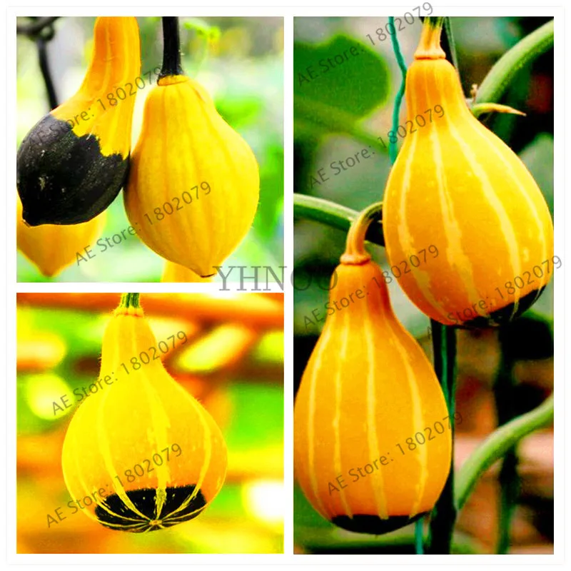 30 pieces Most Watched Value of Pumpkin bonsai Mandarin Duck Pear Pumpkin of Perennial Garden Ornamental Potted Plant
30 pieces Most Watched Value of Pumpkin bonsai Mandarin Duck Pear Pumpkin of Perennial Garden Ornamental Potted Plant