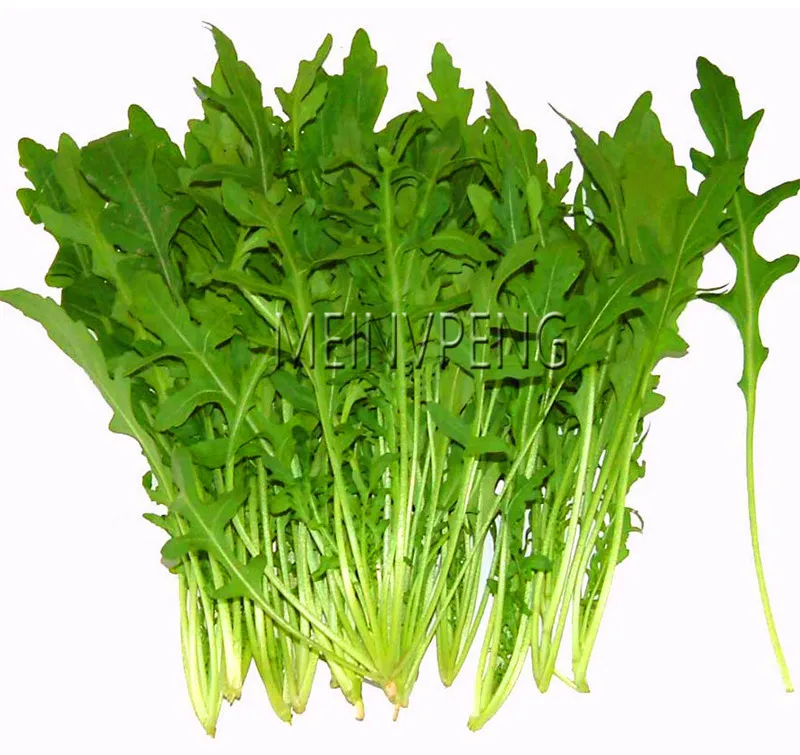 Genuine!1 original pack 100garden Arugula, New bonsai For Season Heirloom Organic 95%+germination free shipping,#P80QI0
Genuine!1 original pack 100garden Arugula, New bonsai For Season Heirloom Organic 95%+germination free shipping,#P80QI0