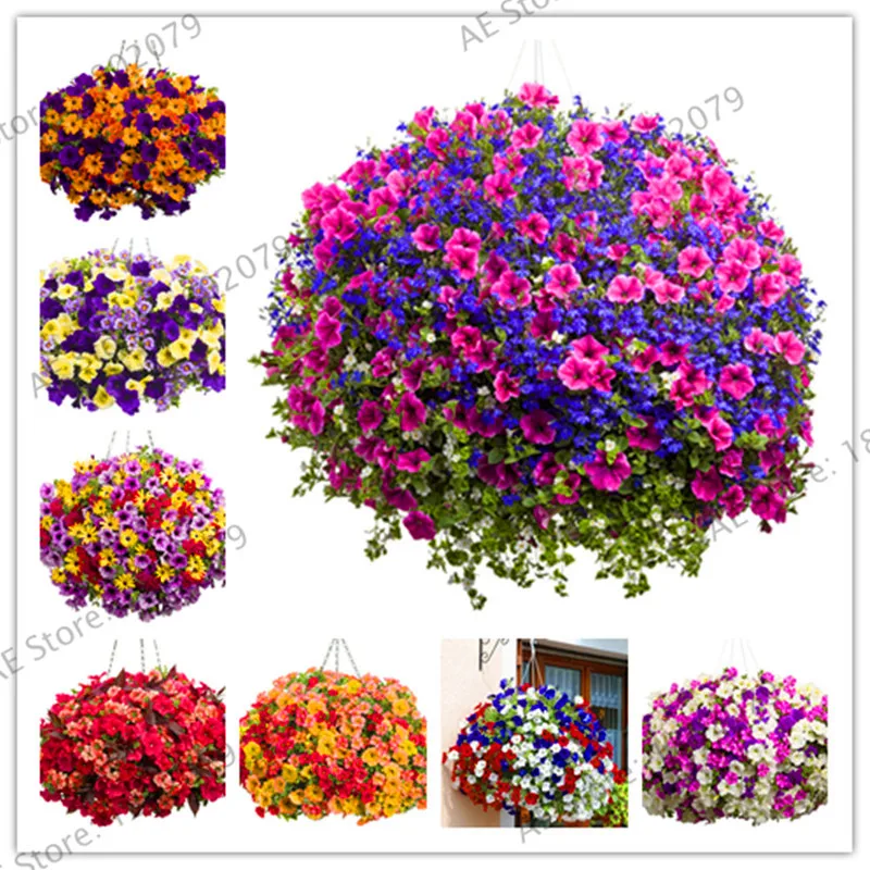 Best-Selling!Hanging petunia bonsai,Balcony potted trailing petunia flower garden,about 100 particles,#6GVSLJ
Best-Selling!Hanging petunia bonsai,Balcony potted trailing petunia flower garden,about 100 particles,#6GVSLJ