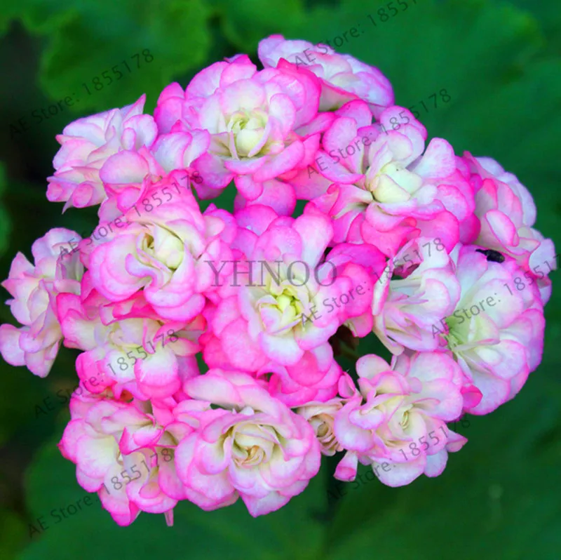 Best-Selling!African rose geranium Plant, 10 Pcs / pack, bonsai garden pelargonium light pink ball flower Plantas,#UDVC1W
Best-Selling!African rose geranium Plant, 10 Pcs / pack, bonsai garden pelargonium light pink ball flower Plantas,#UDVC1W