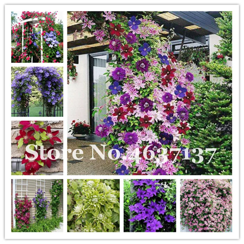 New Arrival 100 Pcs Multi-Colored Climbing Clematis Bonsai,Real Rare Clematis Plant Flores,Bonsai Clematis Perennial Home Garden
New Arrival 100 Pcs Multi-Colored Climbing Clematis Bonsai,Real Rare Clematis Plant Flores,Bonsai Clematis Perennial Home Garden