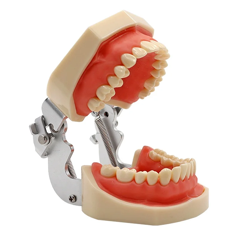 Dental Detachable Teeth Model with Screwdriver Dental Soft Gum Standard Tooth Model with 28 Removable Teeth Oral Dentist Tools
Dental Detachable Teeth Model with Screwdriver Dental Soft Gum Standard Tooth Model with 28 Removable Teeth Oral Dentist Tools