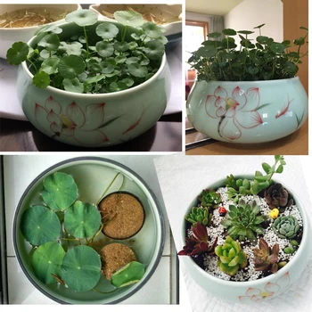 Narcissus basin celadon red lotus basin coins grass hydroponic flowerpot ceramics succulents vasos para Flower Pot Drop Shipping
Narcissus basin celadon red lotus basin coins grass hydroponic flowerpot ceramics succulents vasos para Flower Pot Drop Shipping