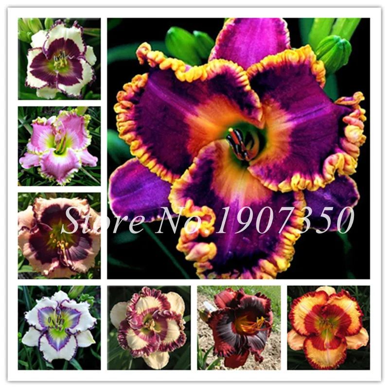 100 Pcs/Bag Fresh Bonsai Hemerocallis Middendorffii Daylily Perennial Flower Daylilies Flower Plant Day Lily Beauty Your Garden
100 Pcs/Bag Fresh Bonsai Hemerocallis Middendorffii Daylily Perennial Flower Daylilies Flower Plant Day Lily Beauty Your Garden