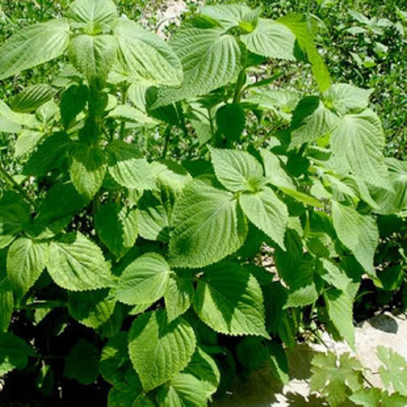 Su Su Kimchi green bonsai cotyledons bonsai / vanilla bonsais - has a specific aroma can use () 100pcs
Su Su Kimchi green bonsai cotyledons bonsai / vanilla bonsais - has a specific aroma can use () 100pcs