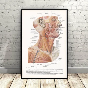 Print of Neck Medical Illustration Art Canvas Poster Wall Pictures for Living Room No Frame
Print of Neck Medical Illustration Art Canvas Poster Wall Pictures for Living Room No Frame