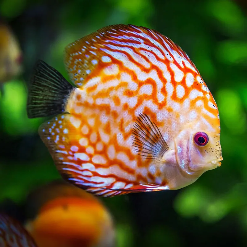 5D Diy Diamond Painting Cross Stitch Discus Fish Diamond Embroidery Flowers 3D Crystal Square Diamond Mosaic Needlework
5D Diy Diamond Painting Cross Stitch Discus Fish Diamond Embroidery Flowers 3D Crystal Square Diamond Mosaic Needlework